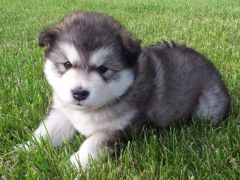 Alaskan Malamute